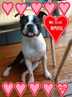 We love Maru